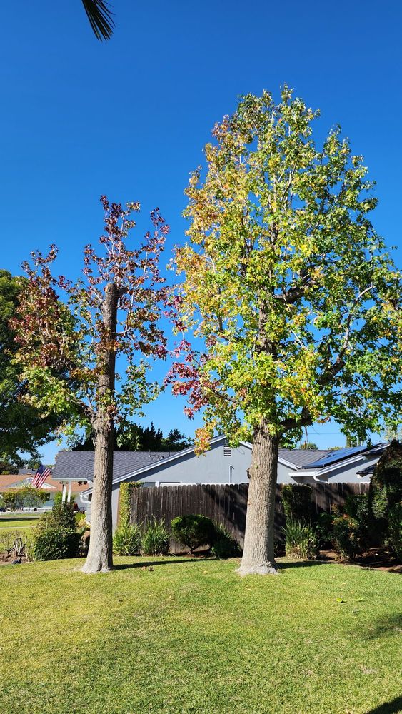City Wide Tree Service
