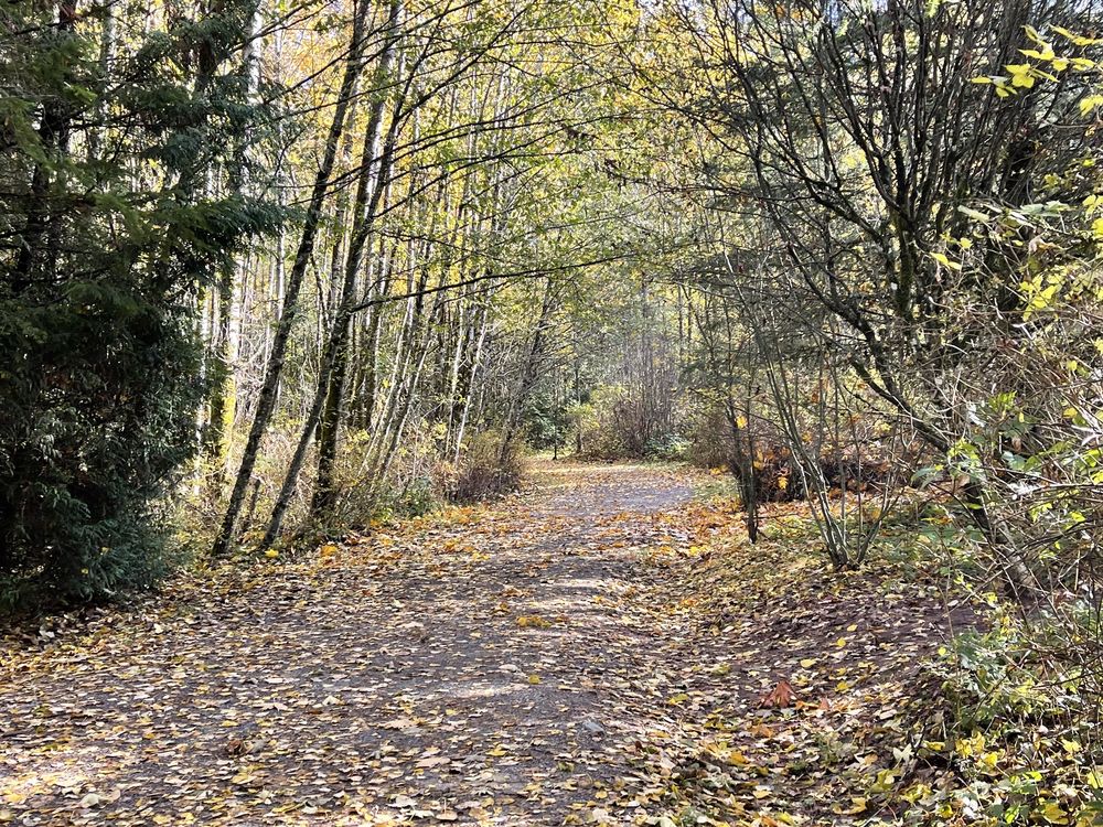 Green Timbers Urban Forest