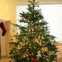 photo of frostys christmas trees los angeles ca united states silver tip - Silver Tip Christmas Tree photo of frostys christmas trees los angeles ca united states silver tip - Silver Tip Christmas Tree
