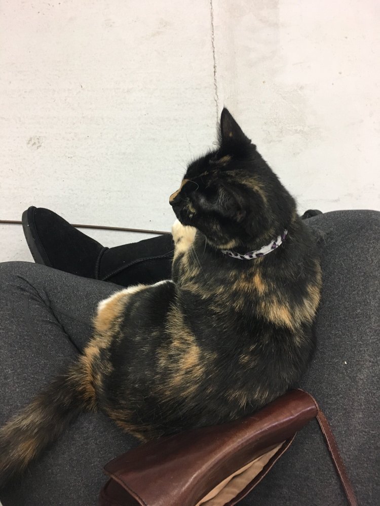 Fat Cat Café 27 Photos Themed Cafes 2901 E Park Ave, Tallahassee