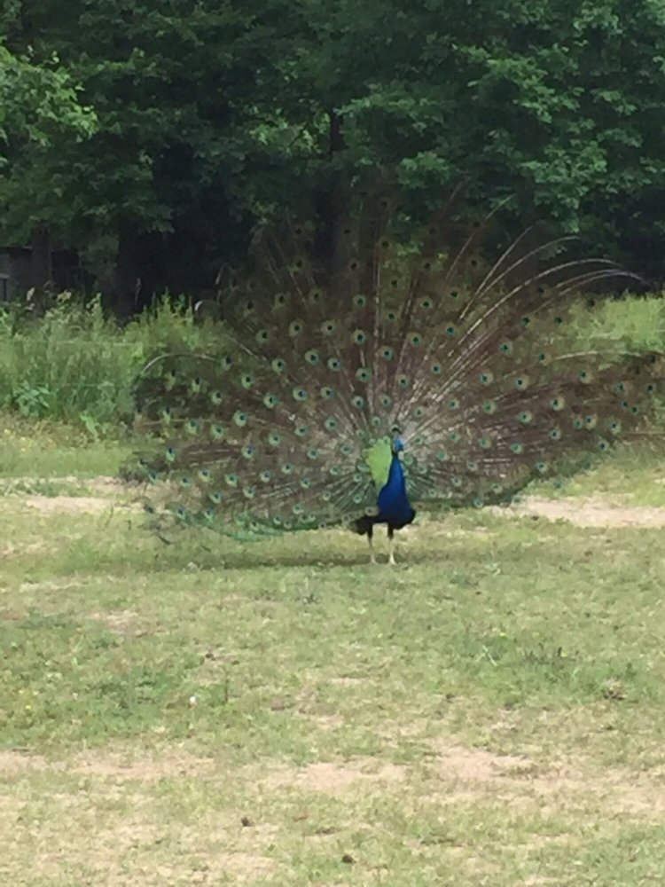 Buckwheat Farm Fruits & Veggies 2700 Holland Rd, Apex, NC Phone Number Yelp