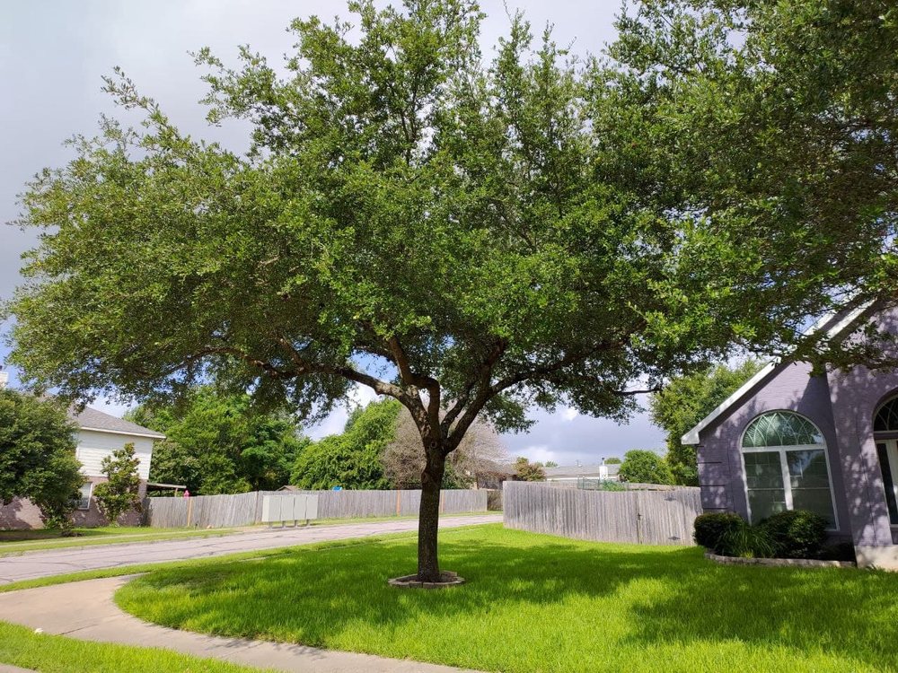 M & B Tree Service