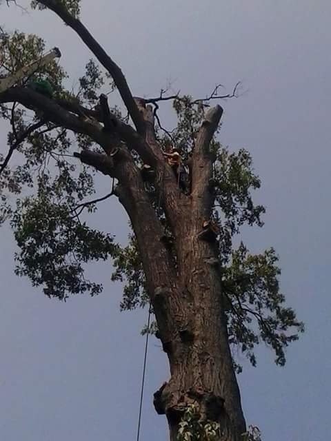 Millers Tree Service