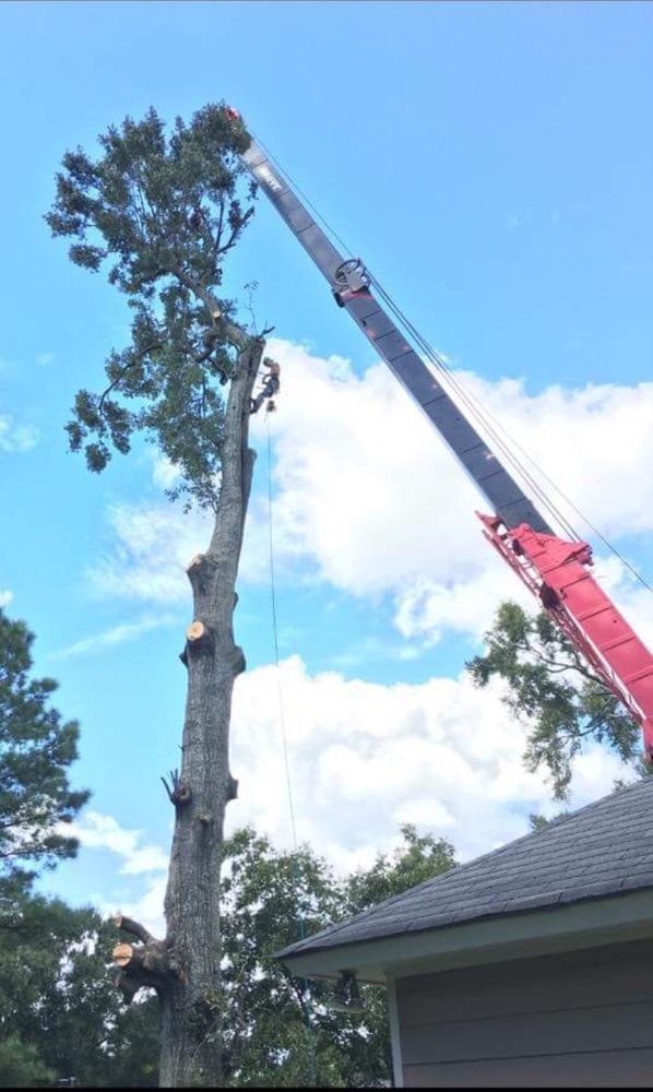 Arbor Tech Tree Service 24 Photos Tree Services 8732 Quarters
