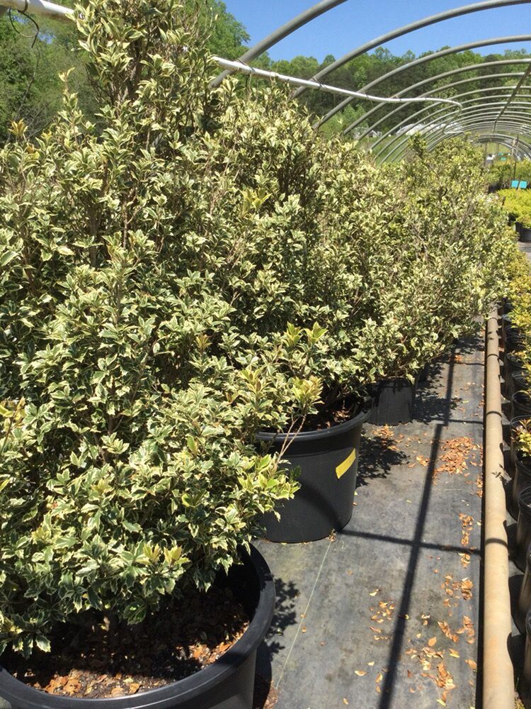 Eakers Nurseries & Tree Farm