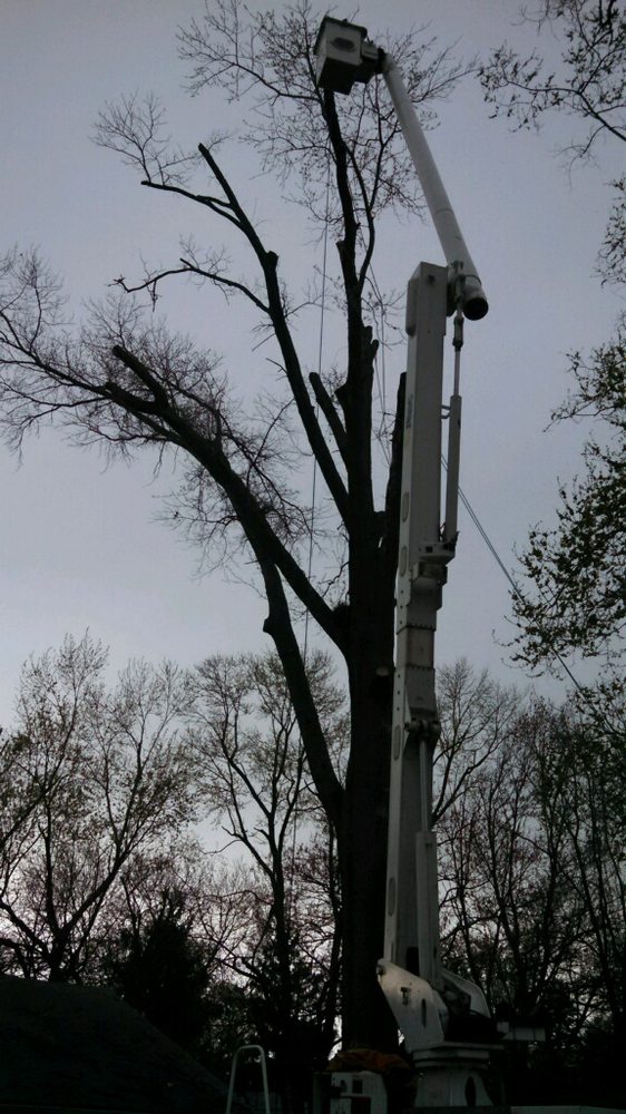United Tree Service