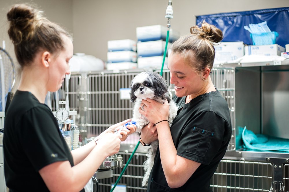 Animal Hospital Of Mebane