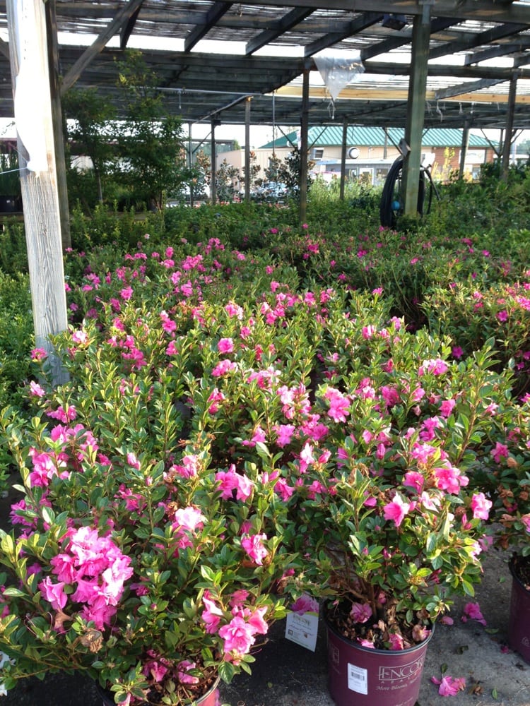 Autumn Carnation Encore Azalea Yelp Photo Of Rivers Plants Shrubs Forest Park Ga United States Autumn