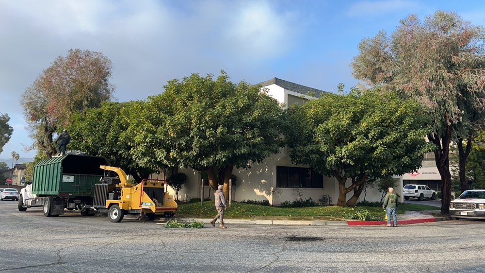 Melendez Tree Service