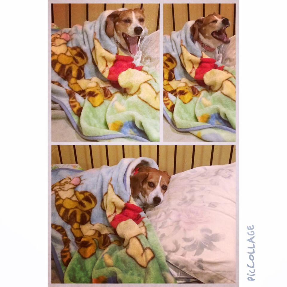 Heavenly Pet Resort 47 Photos & 53 Reviews Pet Boarding/Pet Sitting 913 N Benson Ave