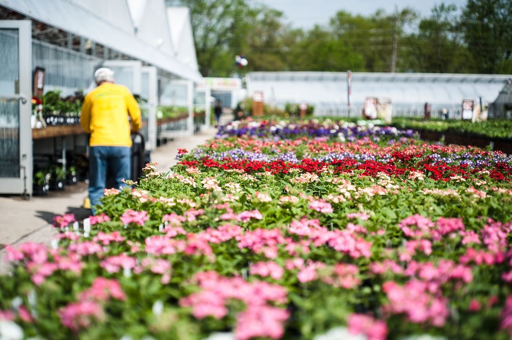 Pesche’s Flowers 82 Photos & 83 Reviews Nurseries & Gardening 170