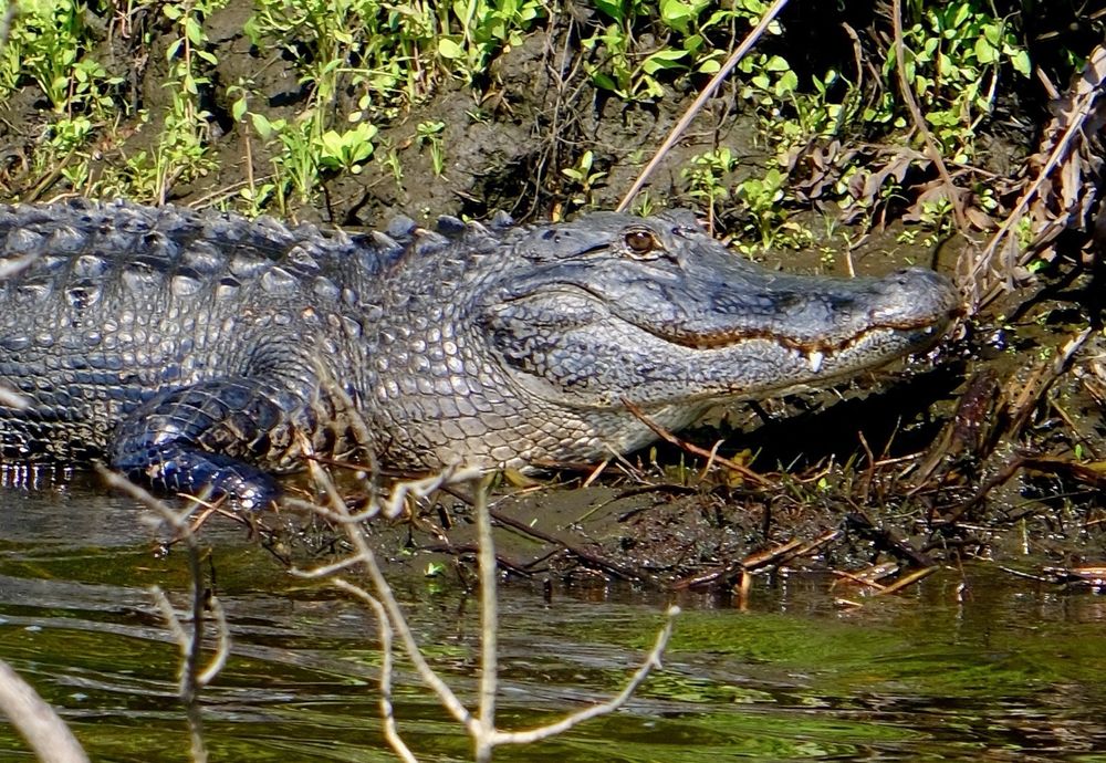 Seminole Wind AirBoat Tours Image