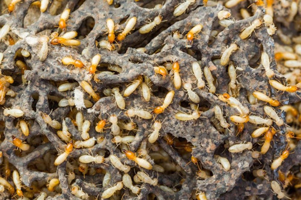 The Pest Gurus