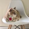 Catnip Cat Cafe