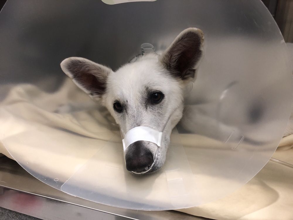 Cornell University Veterinary Specialists