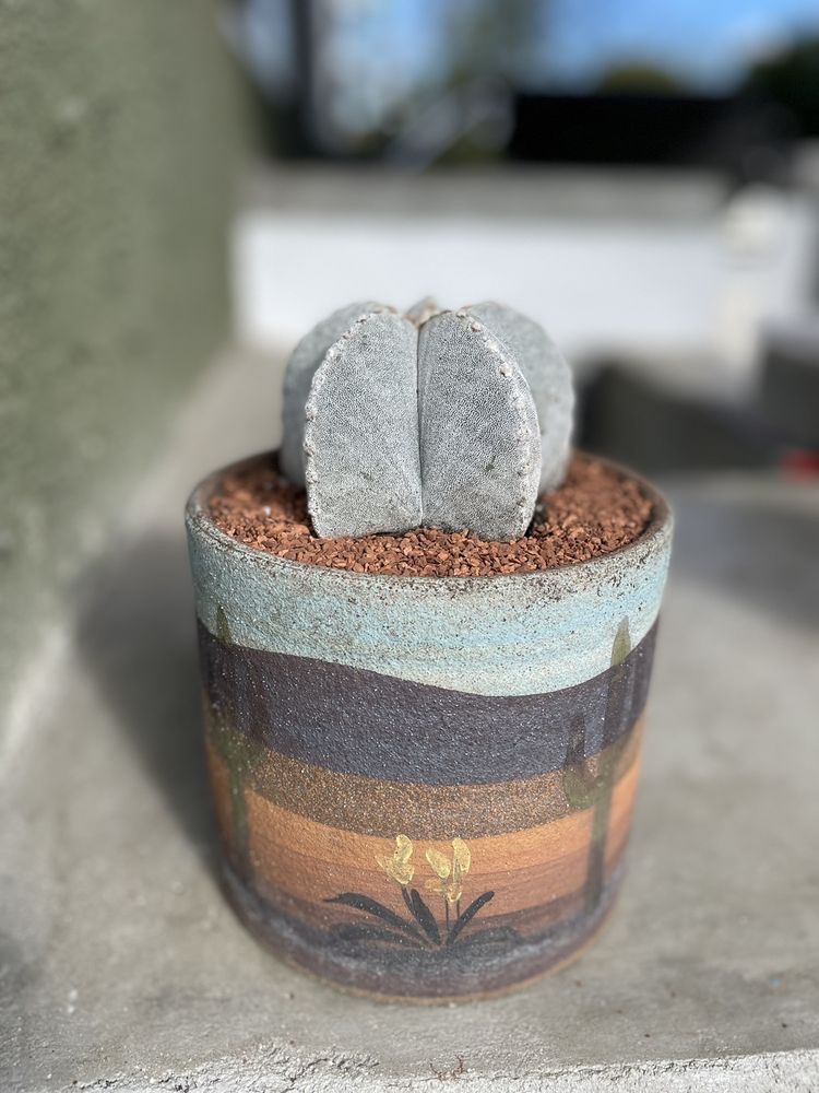 Mezcala Nursery