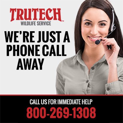 Trutech Wildlife Service