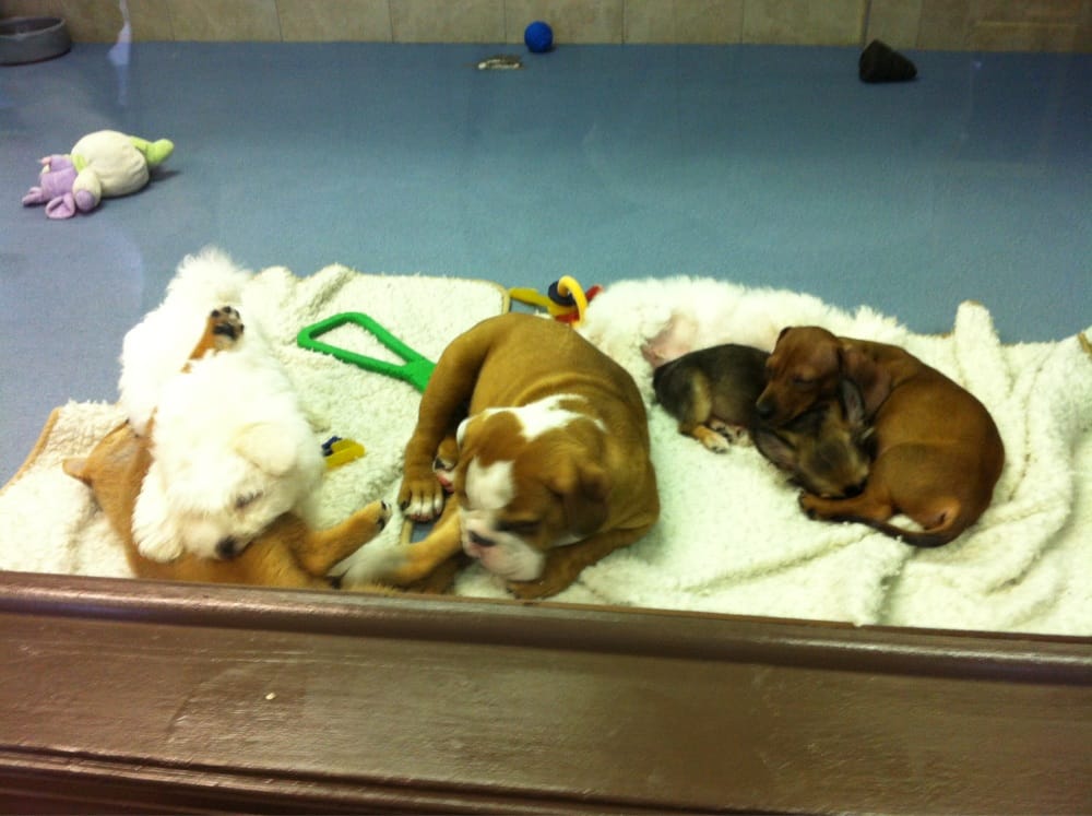 pet shops that sell puppies near me puppyville closed pet shops 4328 rd virginia va united states pet shops that sell puppies near me puppyville closed pet shops 4328 rd virginia va united states