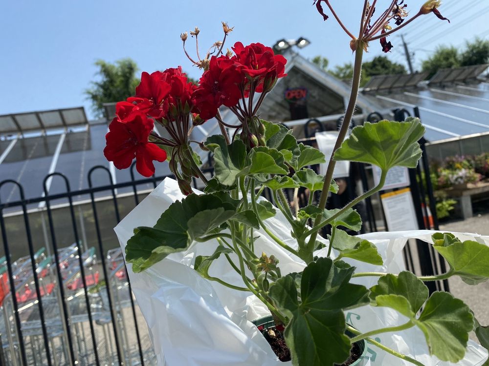 Mississauga Greenhouses & Florist