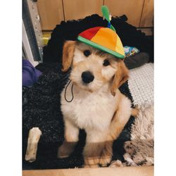 jett and monkey's dog shoppe