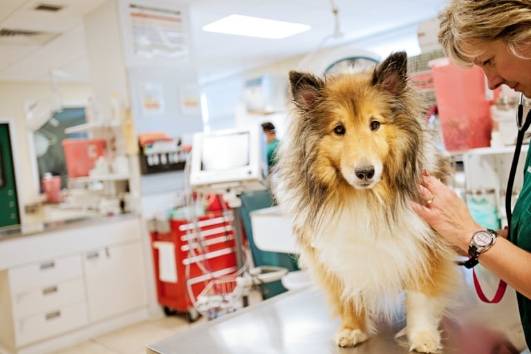 Greenbriar Veterinary Hospital & Luxury Pet Resort