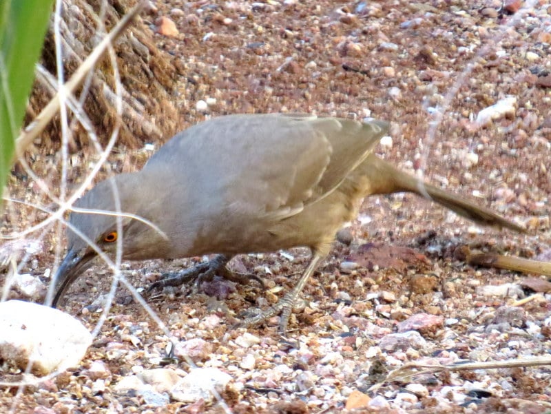 curve billed thrasher eating peanuts that fell from peanut curve billed thrasher eating peanuts that fell from peanut