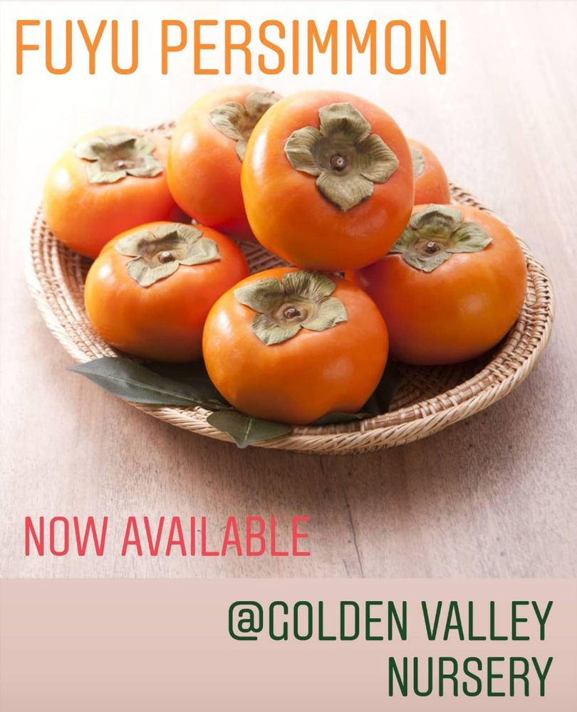 Golden Valley Nurseries
