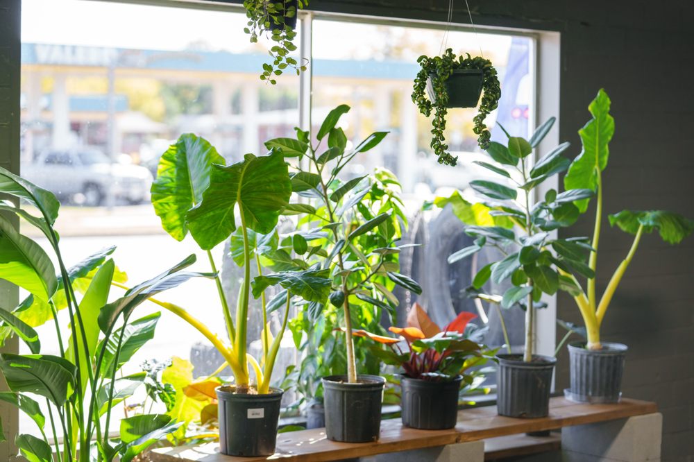 Texas Plant Connection