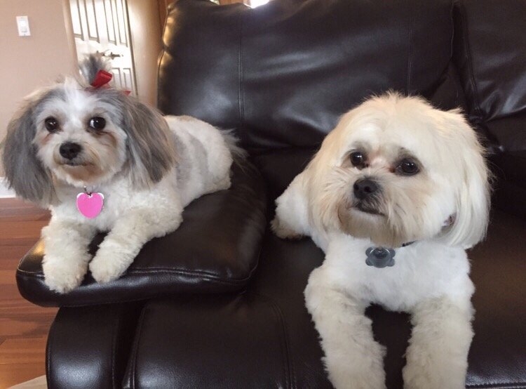 Somerset Dog Grooming - 14 Photos & 34 Reviews - Pet Groomers - 5053 Livernois Rd, Troy, MI Somerset Dog Grooming - 14 Photos & 34 Reviews - Pet Groomers - 5053 Livernois Rd, Troy, MI