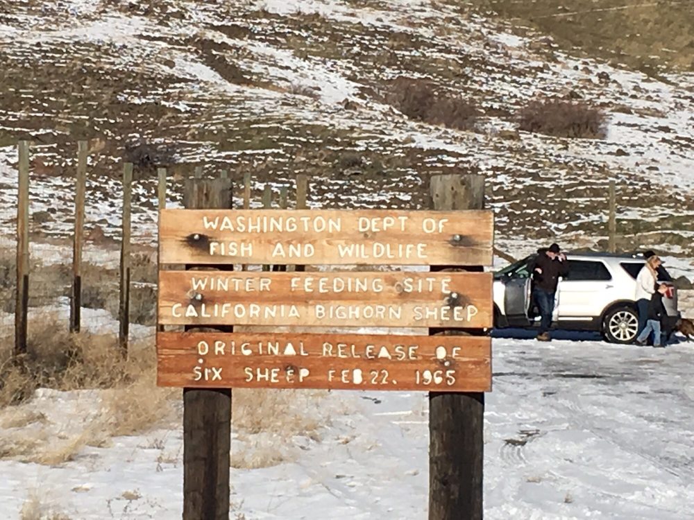 Bighorn Sheep Feeding Station