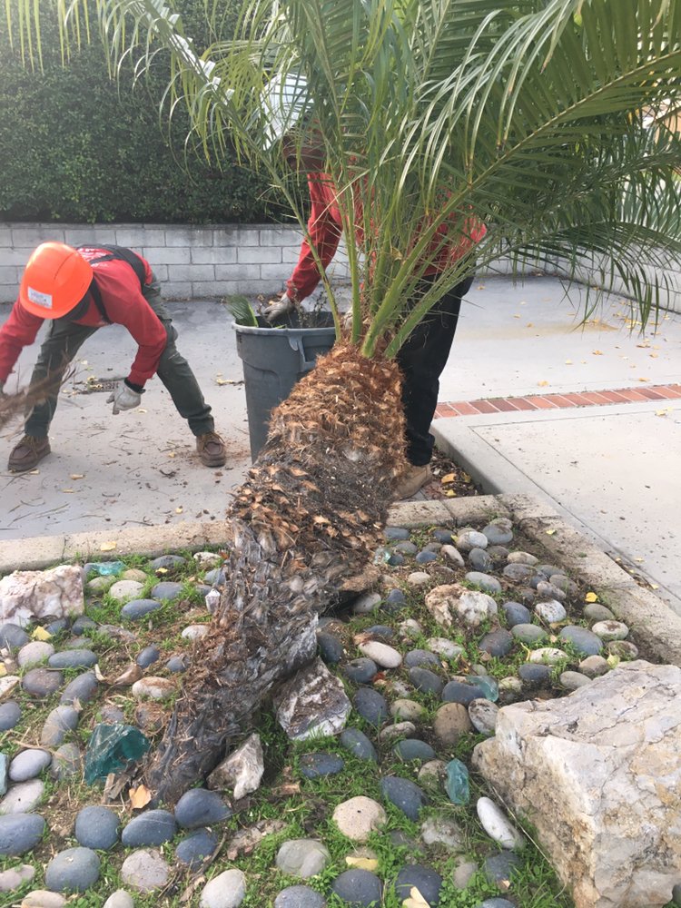 Celis Tree Service