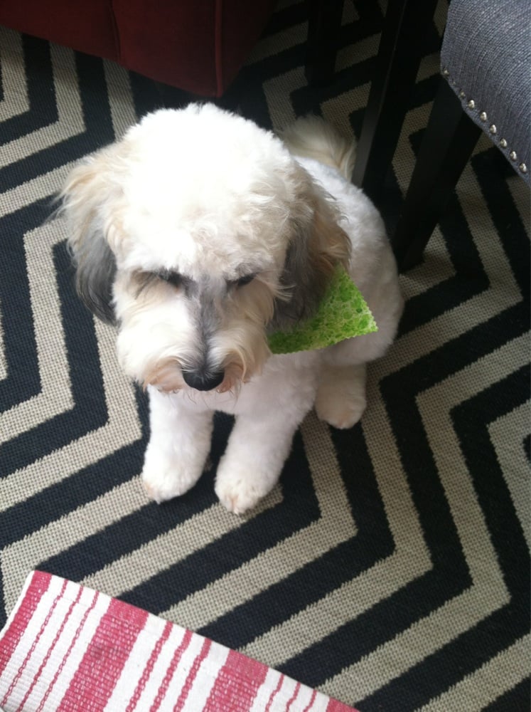 ralph groomed yelp ralph groomed yelp