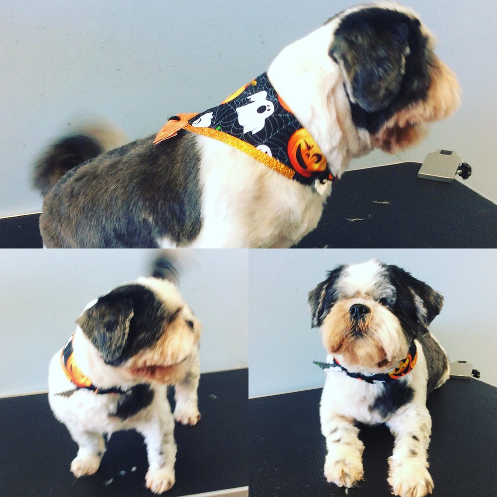 Rosa's Pet Grooming Spa