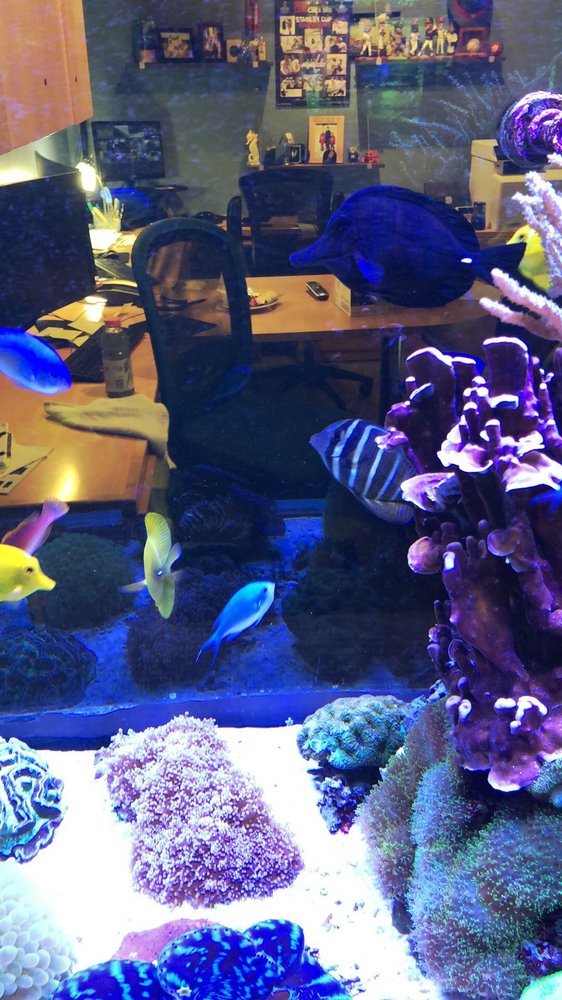 Reef eScape