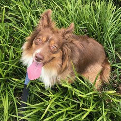 off the leash pet sitting dog walkers maryville tn phone animal works maryville tn