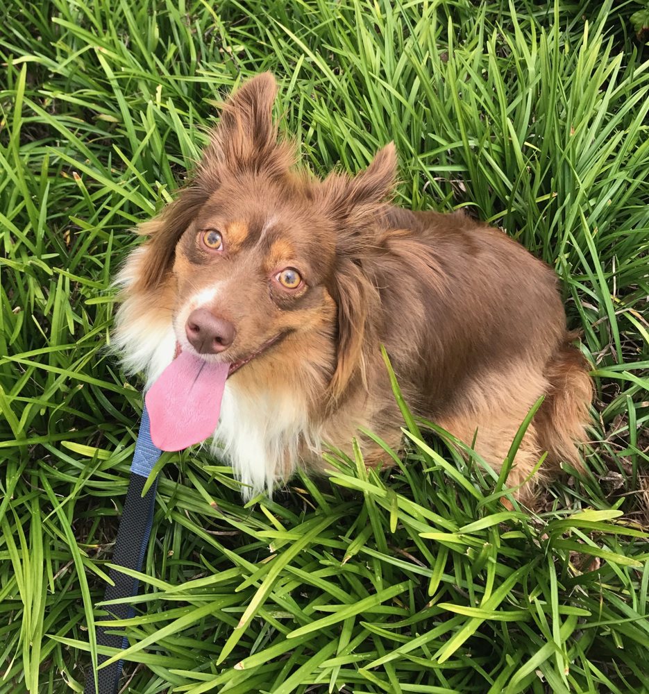 a Vet Tech Vet Tech Schools Vonore TN Find Vet Tech Schools