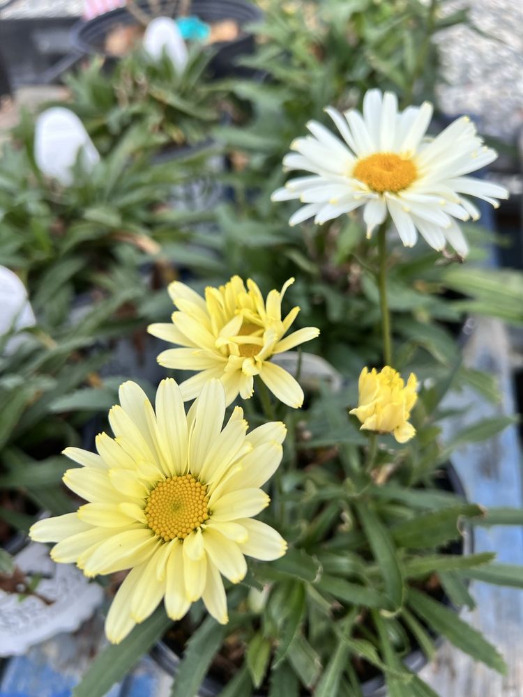 Flat Creek Plant Farm