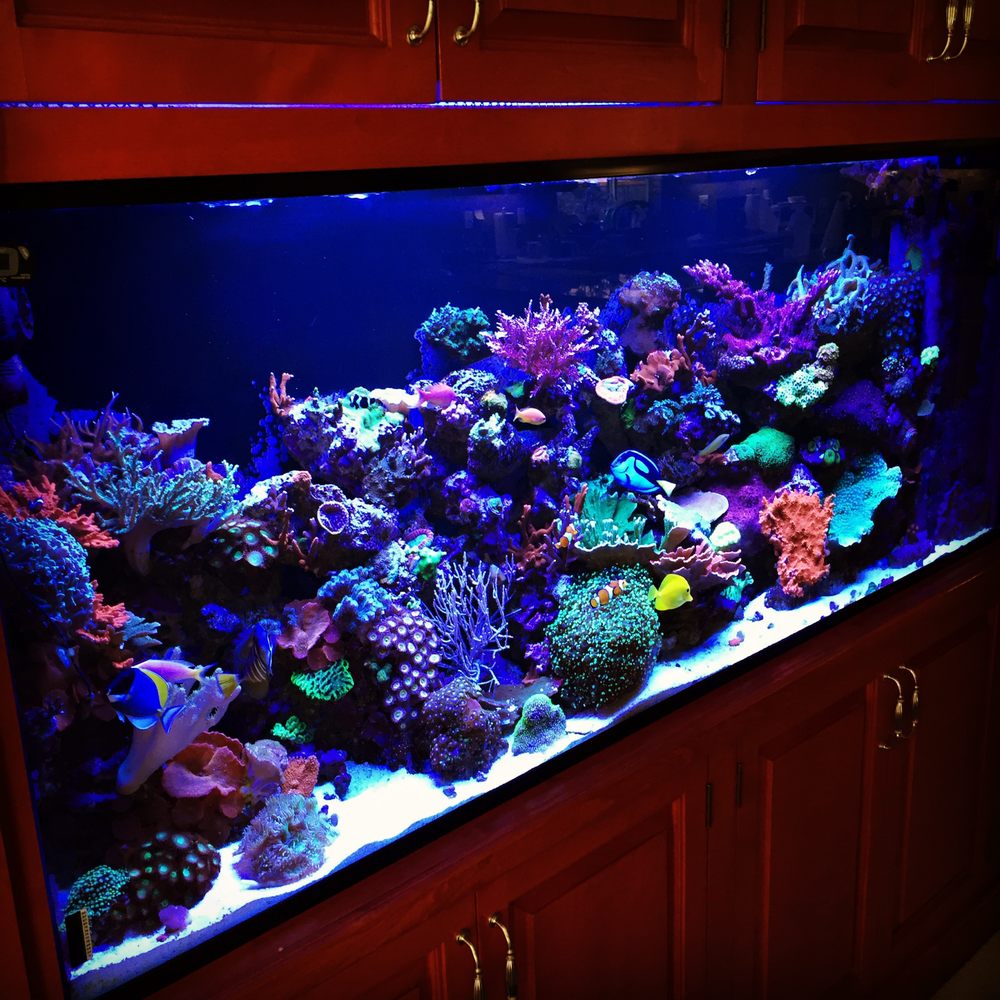 150 gal mixed reef tank set up by saltwater solutions aquarium