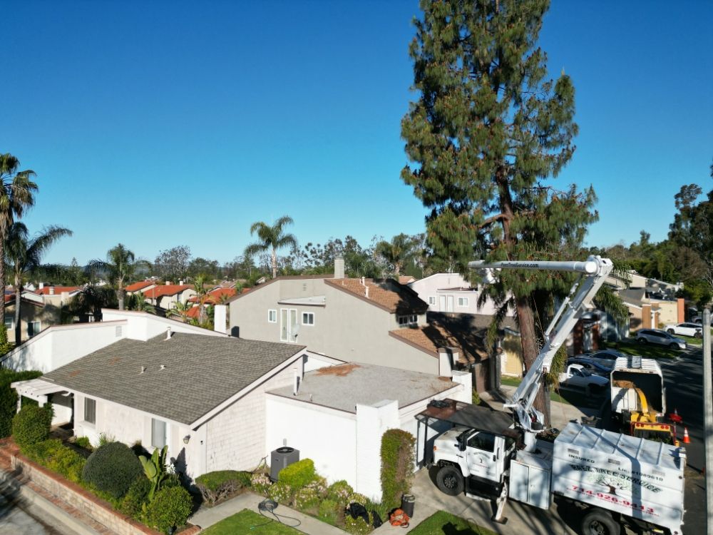 Paez Tree Service
