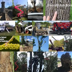 Tree Services In Dayton Yelp A Ackerman Tree Service