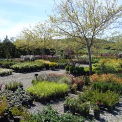 Green Point Nursery Nurseries Gardening 275 Olive Ave Photo Of Green Point Nursery Novato Ca United States
