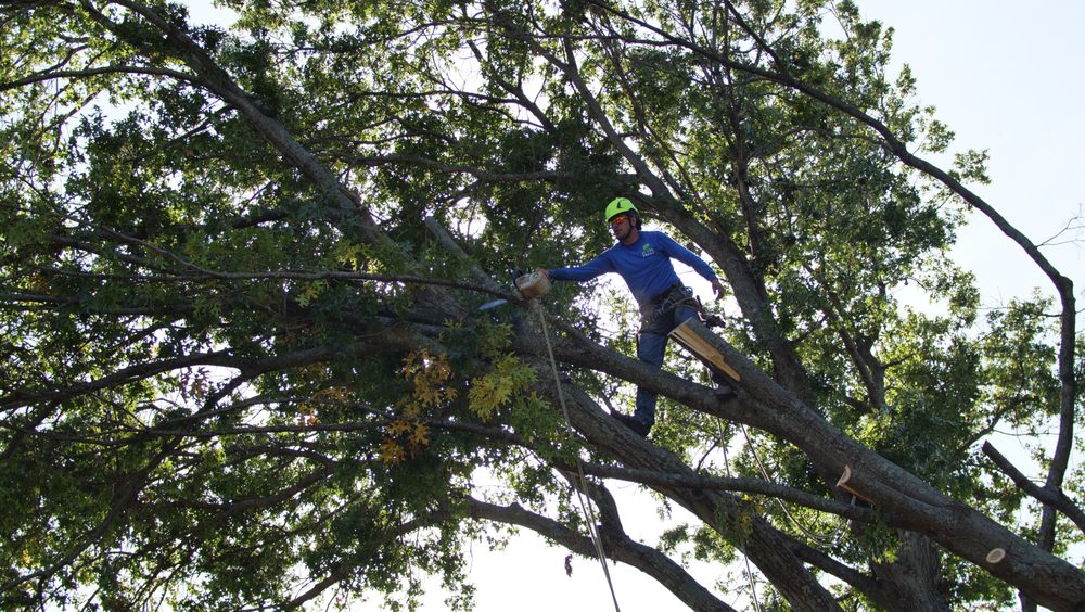 Texas Tree Surgeons