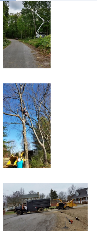 Hughes Tree Service