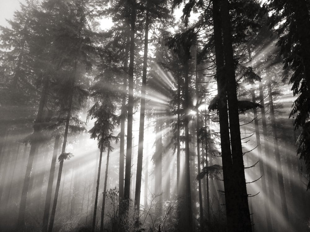 Capitol State Forest 25 Photos Landmarks & Historical Buildings