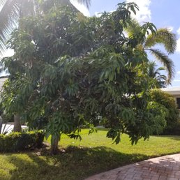 Green Seasons Lawn Landscaping Margate Fl 2019 All You Need Photo Of Green Seasons Lawn Landscaping Margate Fl United States Before