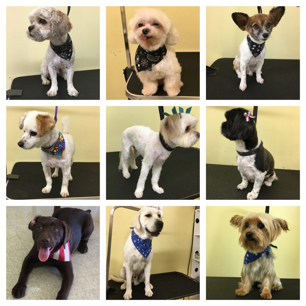 Petz Perfection Grooming 21 Photos & 33 Reviews Pet Groomers