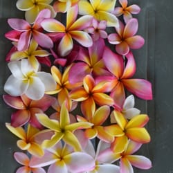 Clarence Nishikata Hawaii Plumeria Nursery Nurseries Gardening Clarence Nishikata Hawaii Plumeria Nursery