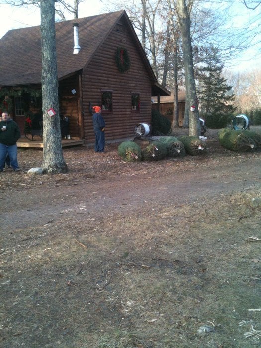 charlie brown s christmas tree farm alberi di natale charlie brown s christmas tree farm alberi di natale