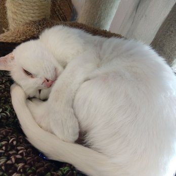 bonanza cat hospital 17 photos 42 reviews veterinarians 6620 photo of bonanza cat hospital las vegas nv united states