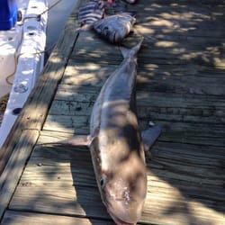 Critters Corner New Smyrna Beach The Best Beaches In World Critters Corner New Smyrna Beach The Best Beaches In World